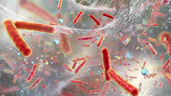 biofilm Biofilm