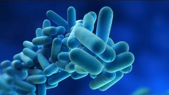 legionella pneumophila Legionella pneumophila al microscopio